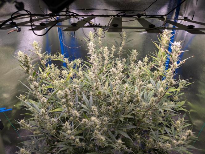 Guava Auto DWC. Week 10 - Top