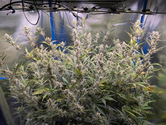 Guava Auto DWC. Week 11 - Plant Top