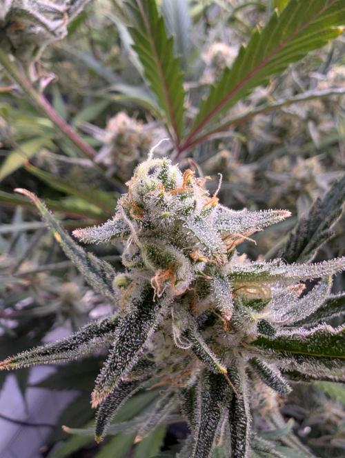 Guava Auto DWC. Week 11 - Bud