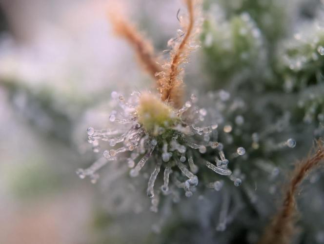 Guava Auto DWC. Week 11 - Top Bud Trichomes