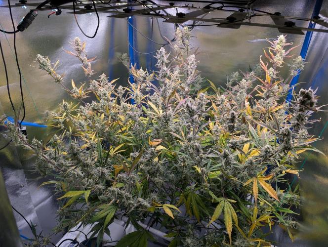 Guava Auto DWC. Week 12 - Top