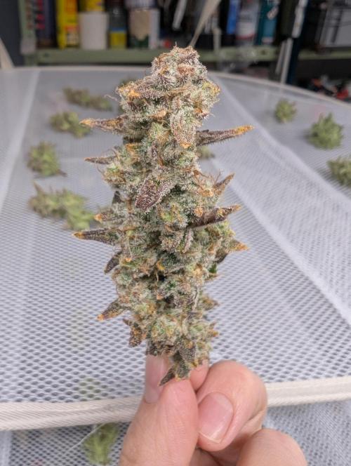 Guava Auto DWC. Week 12 - Small buds