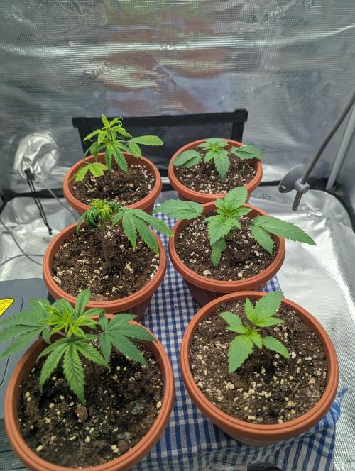 Third Indoor Grow. Week 1 - 02.11