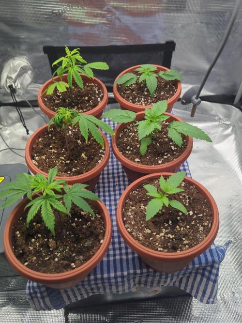 Third Indoor Grow. Week 1 - 01.11