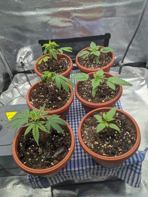 Third Indoor Grow. Week 1 - 31.10