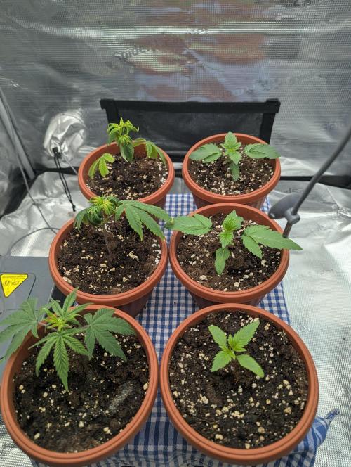 Third Indoor Grow. Week 1 - 30.10