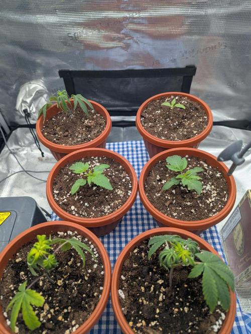 Third Indoor Grow. Week 1 - 29.10