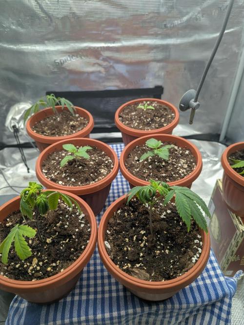 Third Indoor Grow. Week 1 - 28.10