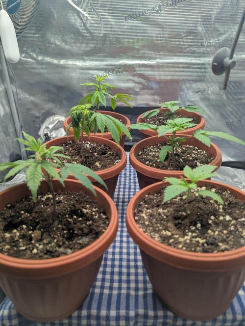 Third Indoor Grow. Week 1 - 03.11