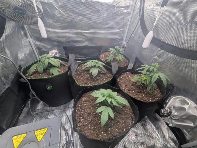 Third Indoor Grow. Week 2 - 09.11