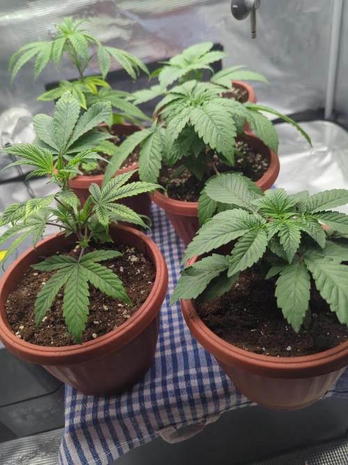 Third Indoor Grow. Week 2 - 08.11