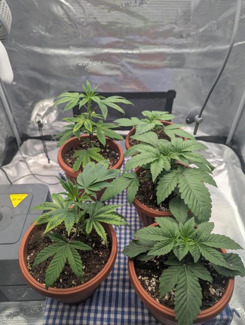 Third Indoor Grow. Week 2 - 07.11
