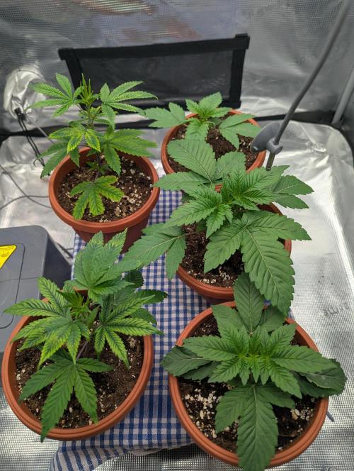 Third Indoor Grow. Week 2 - 06.11