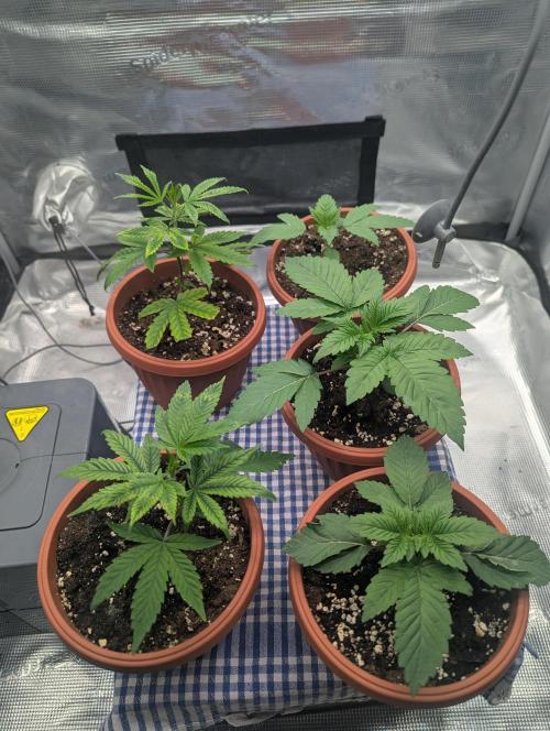Third Indoor Grow. Week 2 - 05.11