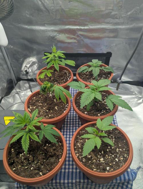 Third Indoor Grow. Week 2 - 04.11