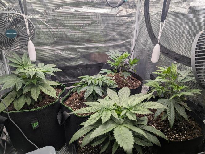 Third Indoor Grow. Week 3 - 17.11