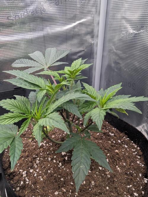 Third Indoor Grow. Week 3 - Friday Boof 1 