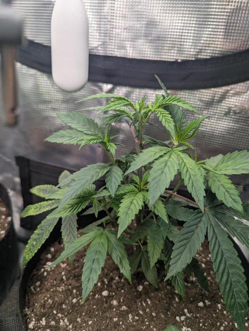 Third Indoor Grow. Week 3 - Friday Boof 2