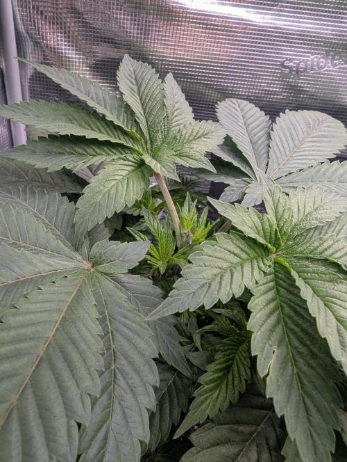 Third Indoor Grow. Week 3 - Gelato dream 1