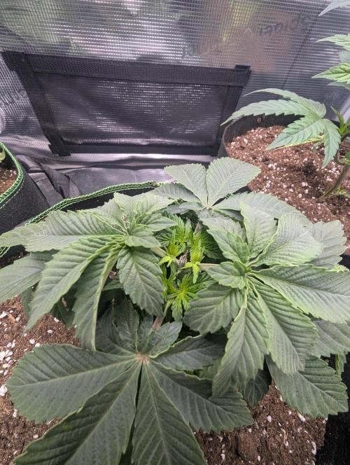 Third Indoor Grow. Week 3 - Gelato dream 2