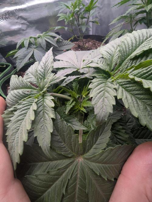 Third Indoor Grow. Week 3 - Purple lobster 