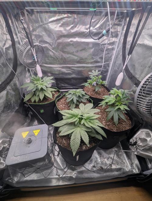 Third Indoor Grow. Week 3 - 13.11
