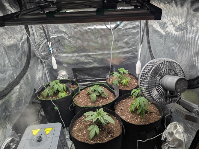 Third Indoor Grow. Week 3 - 10.11