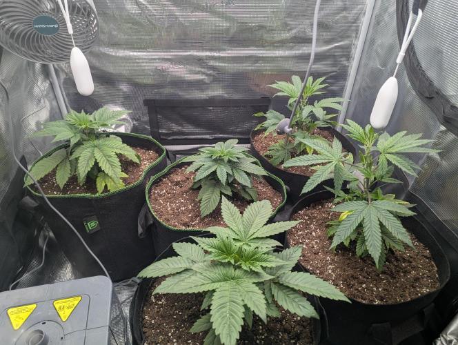 Third Indoor Grow. Week 3