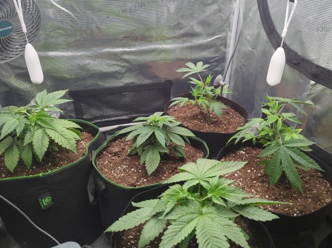 Third Indoor Grow. Week 3