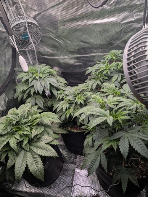 Third Indoor Grow. Week 4