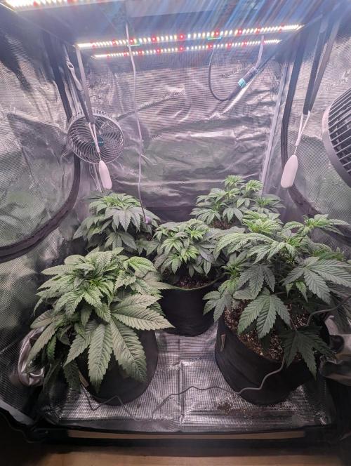 Third Indoor Grow. Week 4