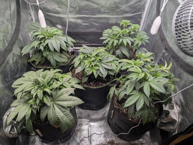 Third Indoor Grow. Week 4