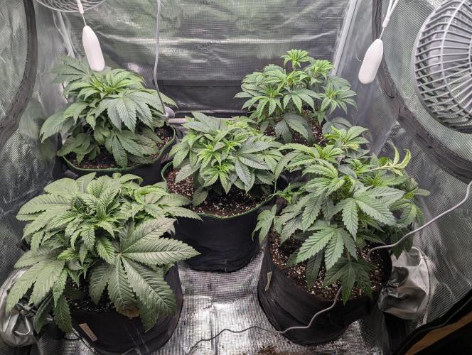 Third Indoor Grow. Week 4