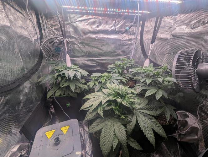 Third Indoor Grow. Week 4