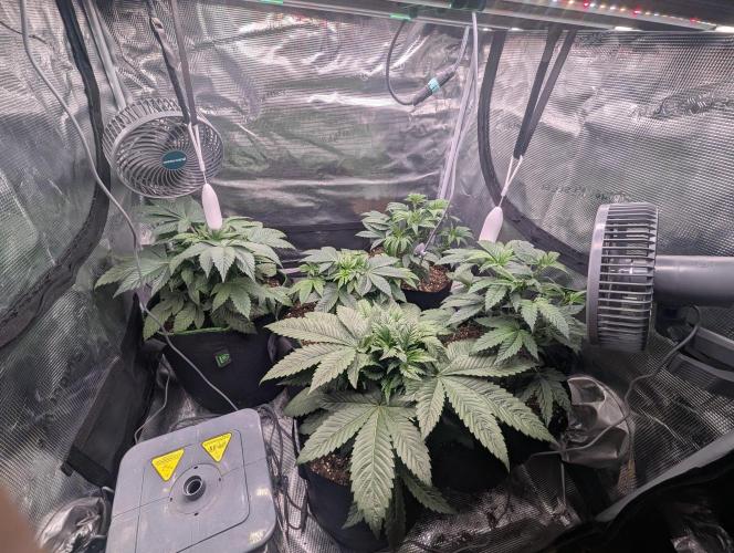 Third Indoor Grow. Week 4