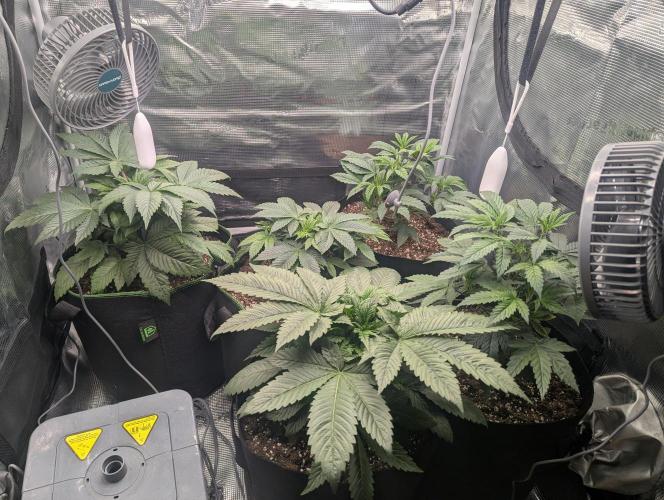 Third Indoor Grow. Week 4