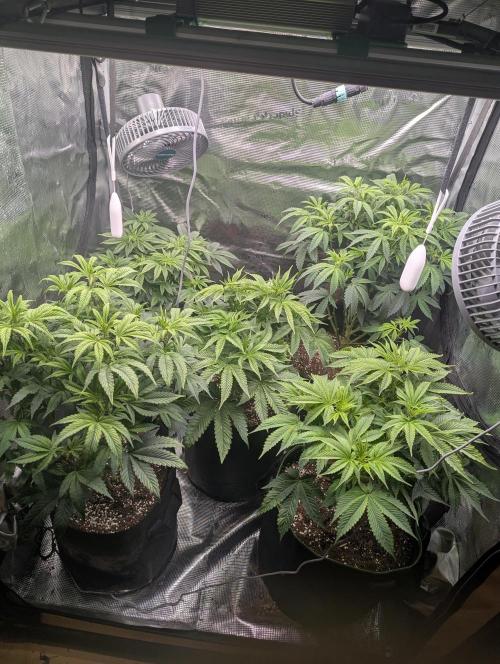 Third Indoor Grow. Week 5