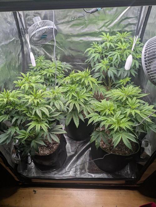 Third Indoor Grow. Week 5