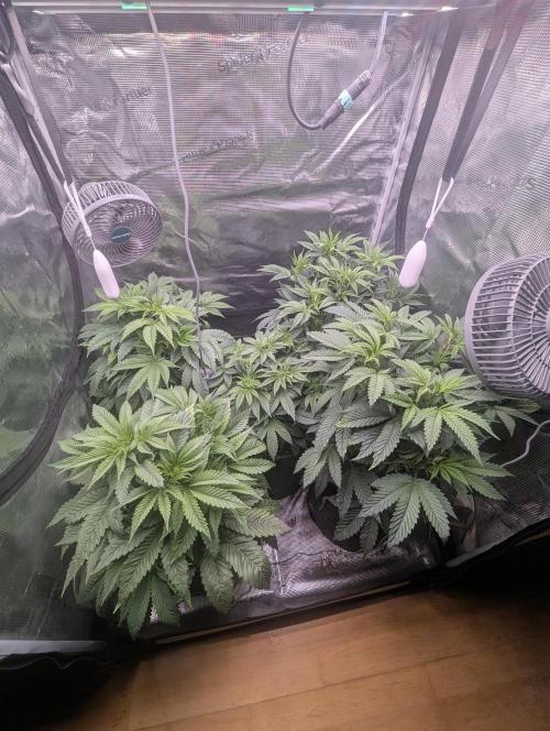 Third Indoor Grow. Week 5