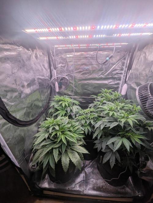 Third Indoor Grow. Week 5