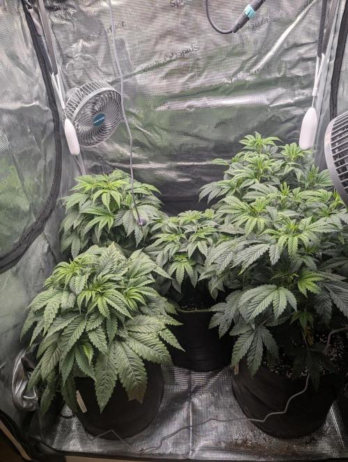 Third Indoor Grow. Week 5