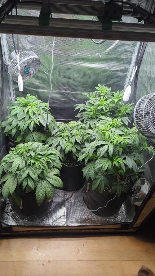 Third Indoor Grow. Week 5