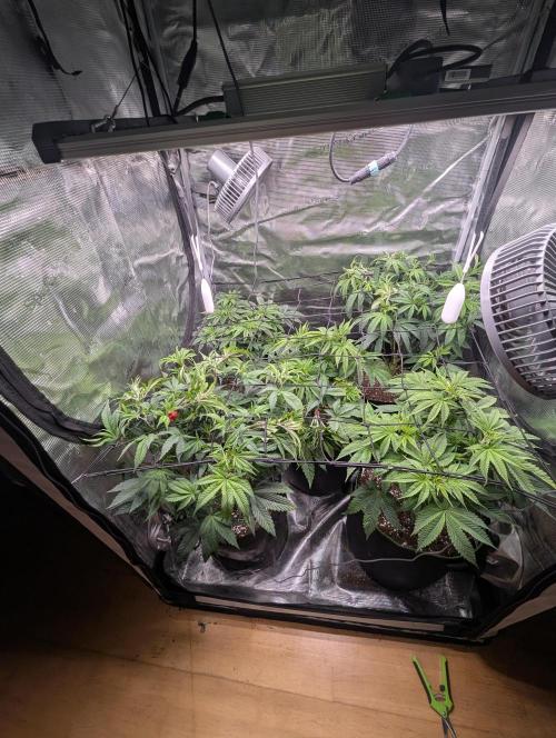 Third Indoor Grow. Week 5