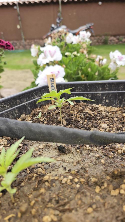 High Altitude Outdoor Kush and Friends. Week 3