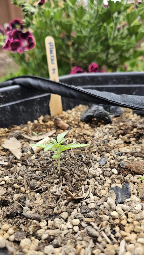 High Altitude Outdoor Kush and Friends. Week 3