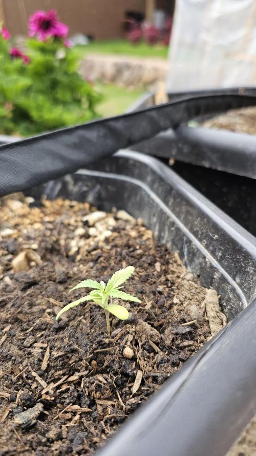 High Altitude Outdoor Kush and Friends. Week 3