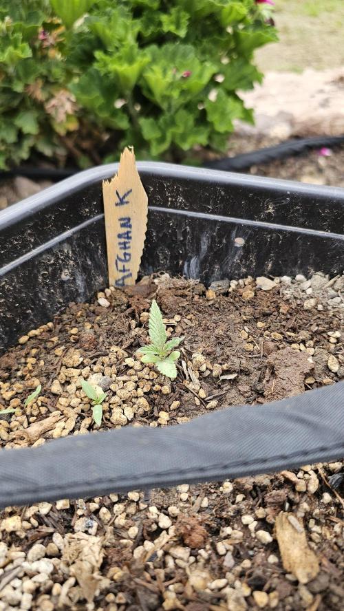 High Altitude Outdoor Kush and Friends. Week 3