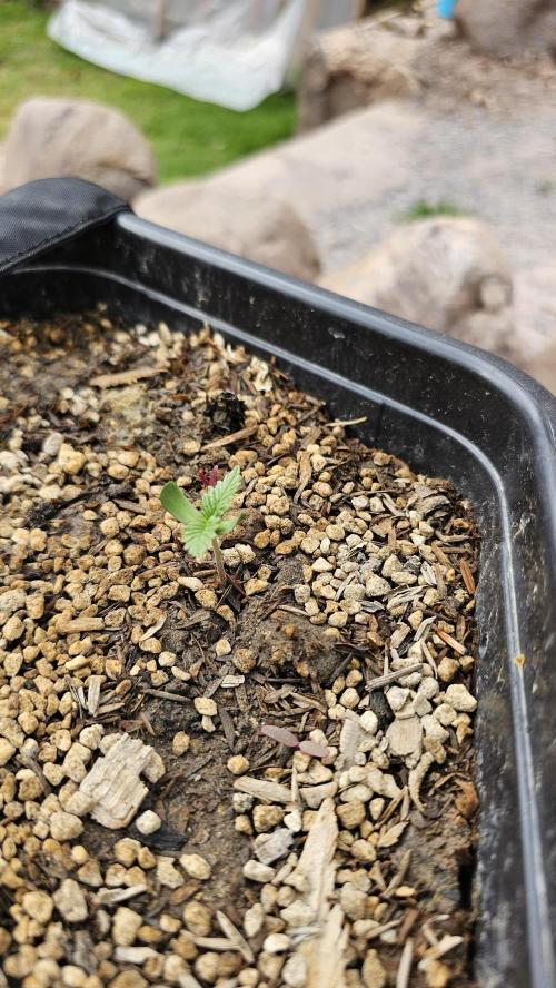 High Altitude Outdoor Kush and Friends. Week 3
