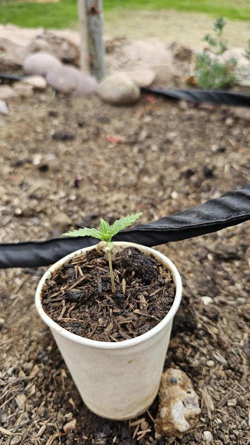 High Altitude Outdoor Kush and Friends. Week 3