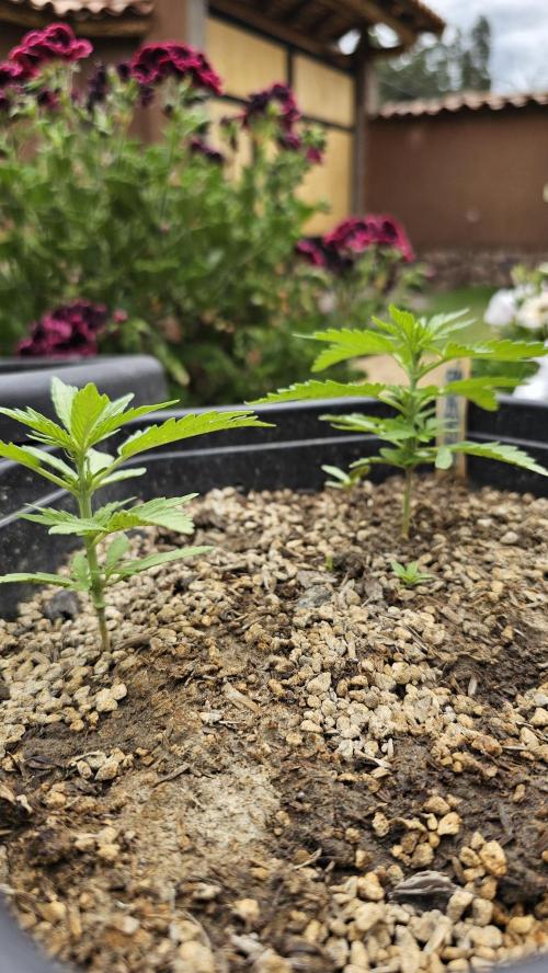 High Altitude Outdoor Kush and Friends. Week 4